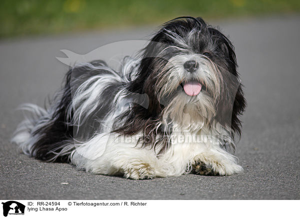 liegender Lhasa Apso / lying Lhasa Apso / RR-24594