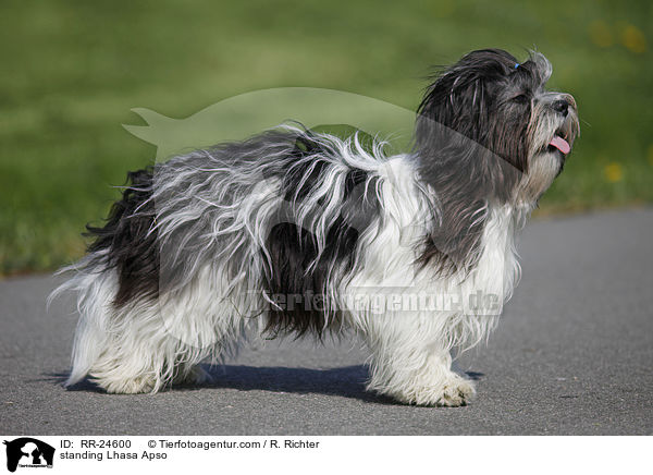 stehender Lhasa Apso / standing Lhasa Apso / RR-24600