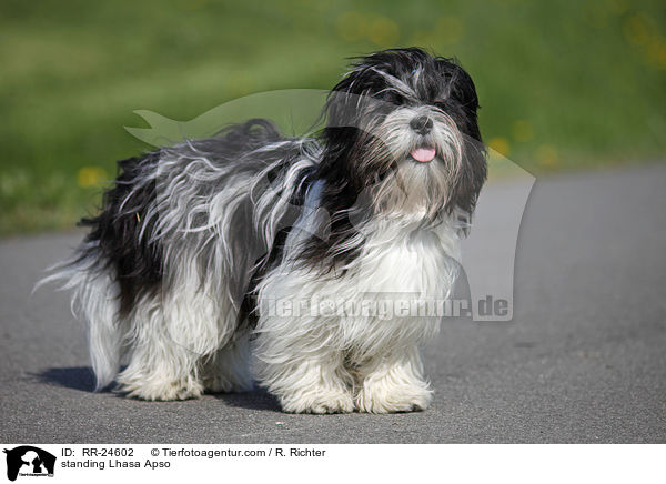 stehender Lhasa Apso / standing Lhasa Apso / RR-24602