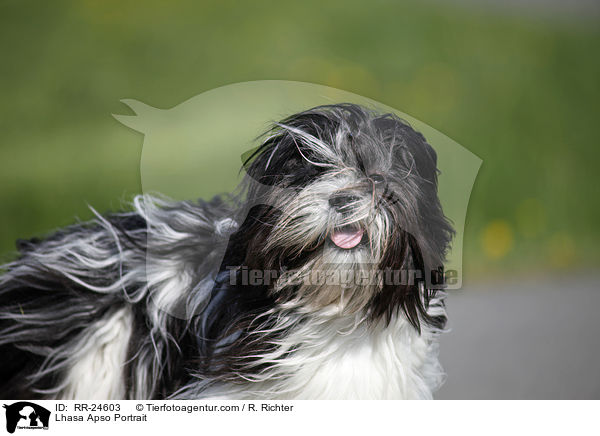 Lhasa Apso Portrait / Lhasa Apso Portrait / RR-24603