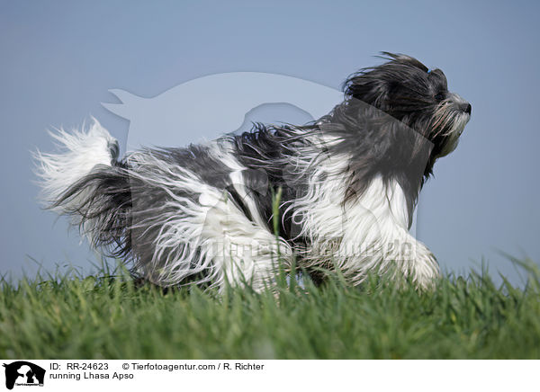 rennender Lhasa Apso / running Lhasa Apso / RR-24623