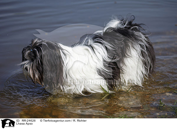 Lhasa Apso / Lhasa Apso / RR-24626