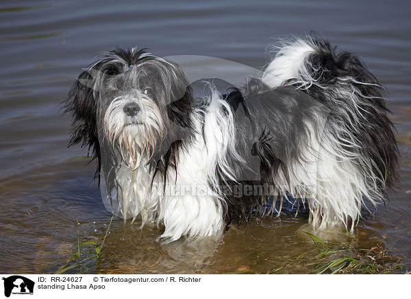 stehender Lhasa Apso / standing Lhasa Apso / RR-24627