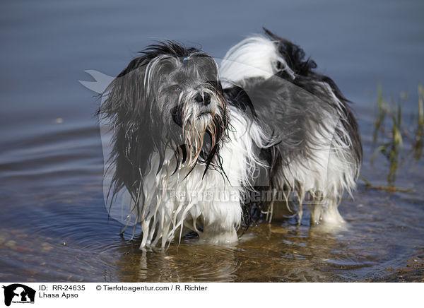 Lhasa Apso / Lhasa Apso / RR-24635