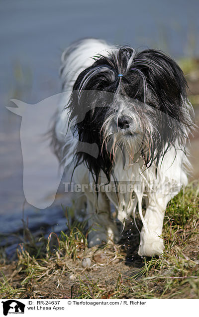 nasser Lhasa Apso / wet Lhasa Apso / RR-24637