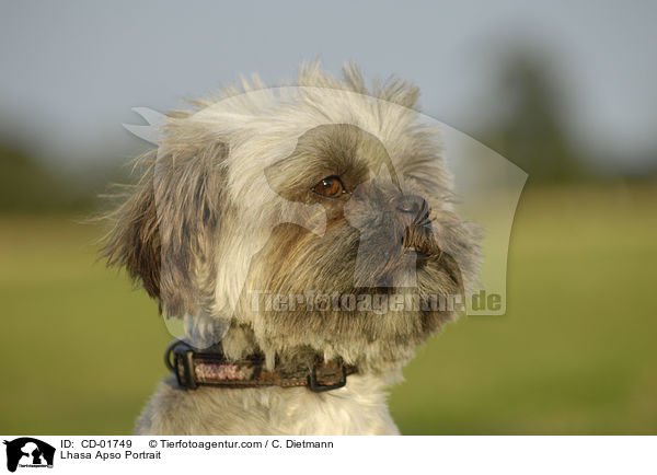 Lhasa Apso Portrait / CD-01749