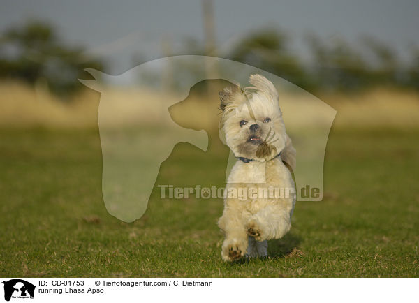 rennender Lhasa Apso / running Lhasa Apso / CD-01753
