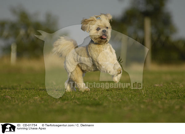 rennender Lhasa Apso / running Lhasa Apso / CD-01754