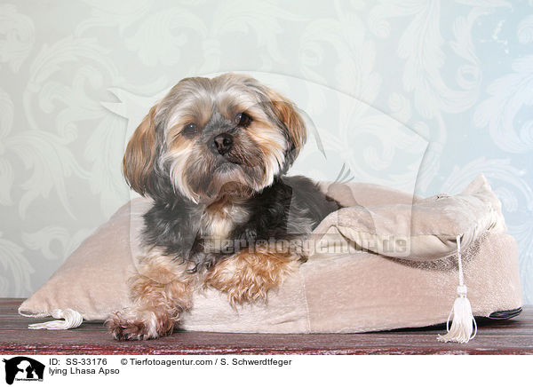 liegender Lhasa Apso / lying Lhasa Apso / SS-33176