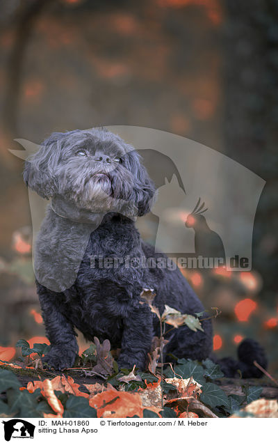 sitting Lhasa Apso / MAH-01860