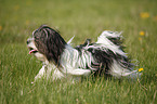 running Lhasa Apso