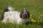 standing Lhasa Apso