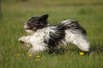 running Lhasa Apso