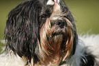 Lhasa Apso