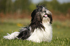 Lhasa Apso