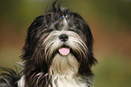 Lhasa Apso Portrait