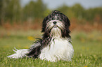 Lhasa Apso