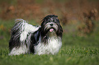 standing Lhasa Apso