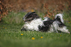 running Lhasa Apso