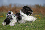 running Lhasa Apso