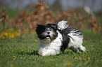 running Lhasa Apso