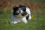 running Lhasa Apso