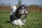 running Lhasa Apso