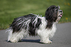 standing Lhasa Apso