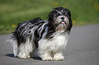 standing Lhasa Apso