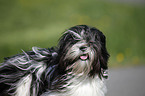 Lhasa Apso Portrait