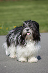 standing Lhasa Apso