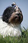 Lhasa Apso