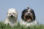 Lhasa Apso and Mongrel