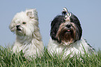 Lhasa Apso and Mongrel