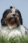 Lhasa Apso