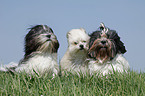 Lhasa Apso