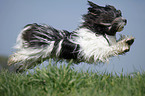 running Lhasa Apso