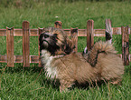 Lhasa Apso