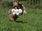 playing Lhasa Apso