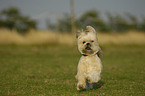 running Lhasa Apso