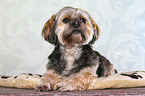 lying Lhasa Apso