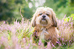 Lhasa Apso