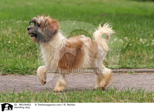 Lwchen im Stand / standing dog / RR-04842