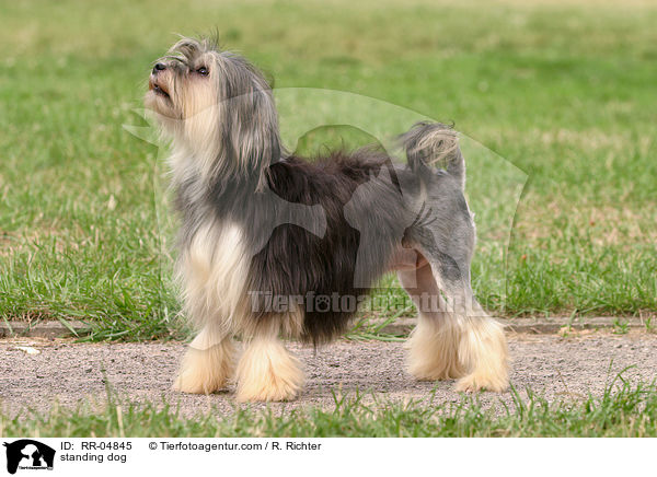 Lwchen im Stand / standing dog / RR-04845