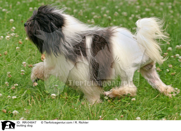 Lwchen im Trab / trotting dog / RR-04847