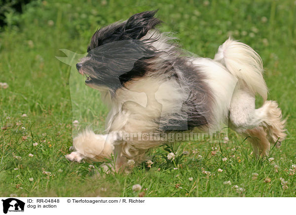 Lwchen in Aktion / dog in action / RR-04848