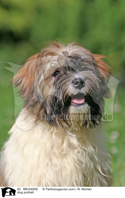 Lwchen im Portrait / dog portrait / RR-04856