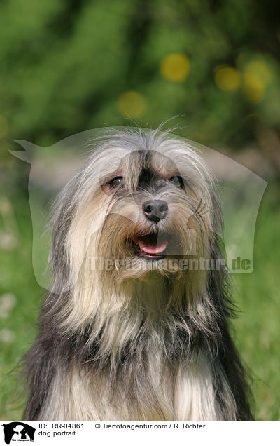 Lwchen im Portrait / dog portrait / RR-04861