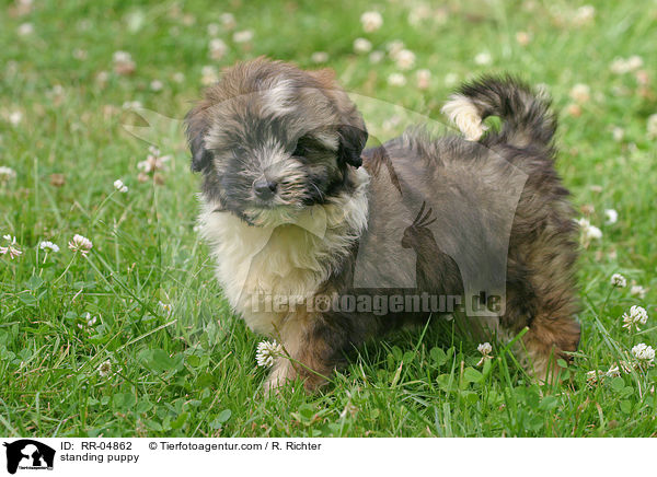 Lwchenwelpe im Stand / standing puppy / RR-04862