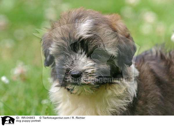 Lwchenwelpe Portrait / dog puppy portrait / RR-04863